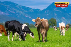Žabljačanin uhapšen zbog krađe stoke