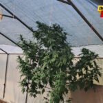 Podgorica: Tri hapšenja zbog droge, zaplijenjena i lovačka puška