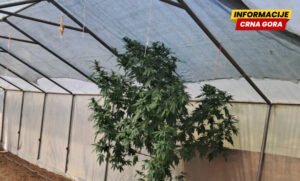 Podgorica: Tri hapšenja zbog droge, zaplijenjena i lovačka puška